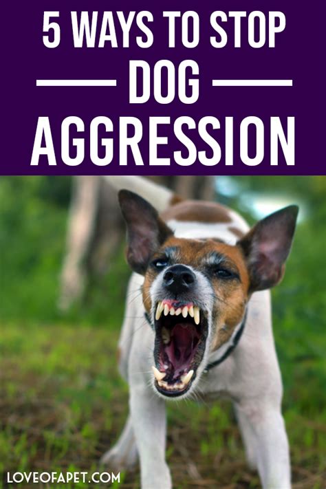 How To Stop Dog Aggression 5 Ways Love Of A Pet Aggressive Dog