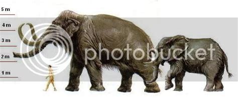 Songhua River Mammoth Mammuthus Sungari In Single Animal Forum