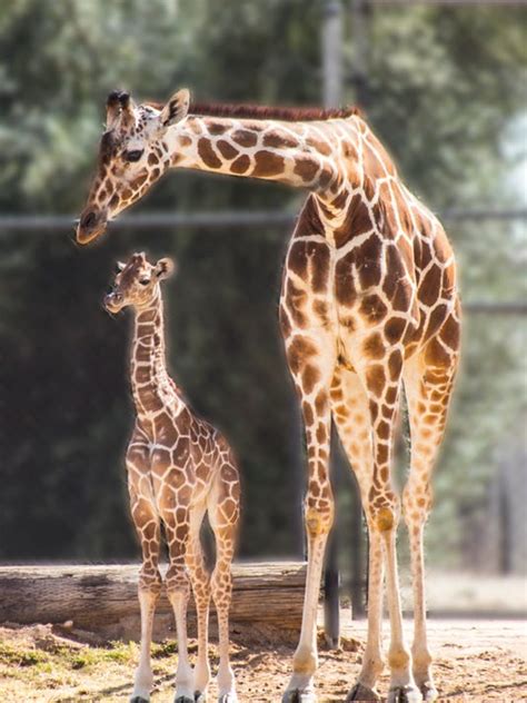 Giraffe Born At Wildlife World Zoo