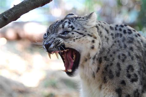 Filesnow Leopard Taronga Zoo 8a
