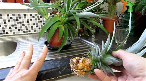 Pineapple Plant Propagation Propagating The Pineapple Top From My