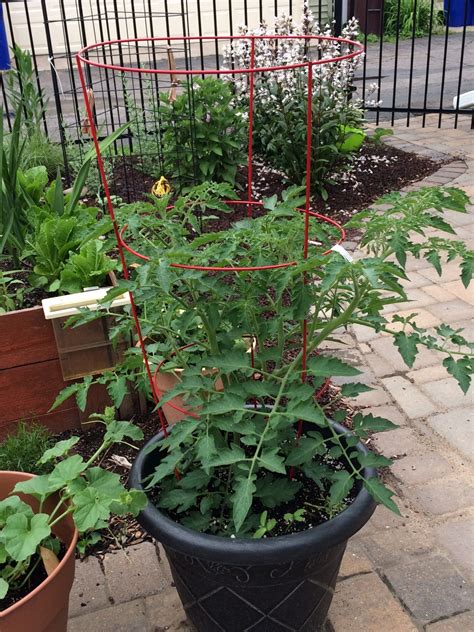 Growing Tomatoes In