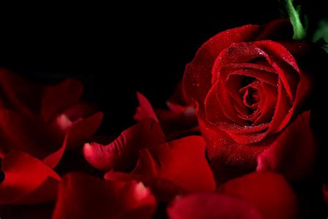 Top 25 Pictures Of Red Roses 13 With Black Background Hd Images And Photos Finder