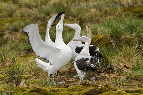 wandering albatross courtship display south georgia island