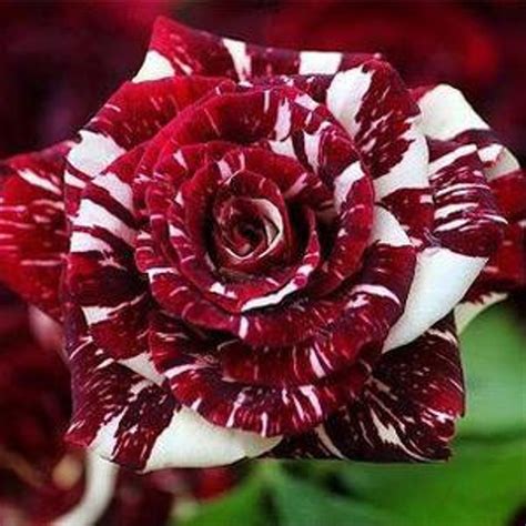 Jual Tanaman Bunga Mawar Batik Merah Putih Di Lapak Erkha Florist