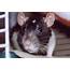 This Radio Station Broadcasts Sounds Of Rats  And It Amazing