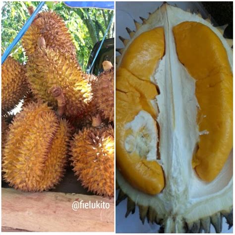 Duku, ambra, books, 과일 하트, fruit, niece, nutmeg, popsicle, some buah. I'm Just Ordinary Me: Buah unik Kalimantan