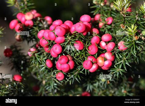 Cyathodes Cyathodes Hi Res Stock Photography And Images Alamy
