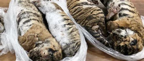 Vietnam Cracks Down On Wildlife Trafficking But Crimes Persist
