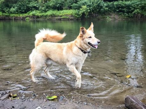 Goberian Owners Guide To The Golden Retriever Husky Mix