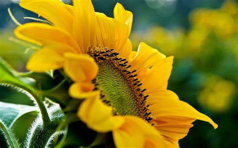 Sunflower Sunrise Background Wallpapers 23706 Baltana