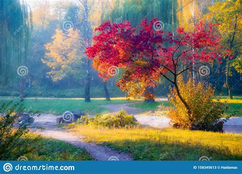Tree With Red Leaves In Autumn Park In Sunlit Stock Image ...