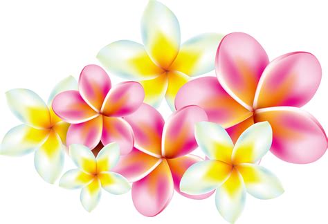 Plumeria Vector Free At Vectorified Com Collection Of Plumeria Vector