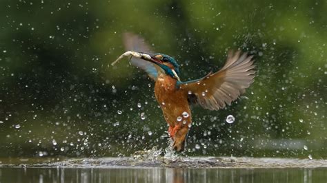 Kingfishers Magnificent Fishing Dive Caught In Perfectly Timed Snaps