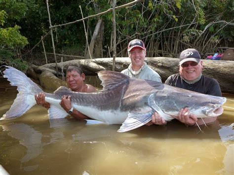 The Fishing News Suriname For Monster Lau Lau