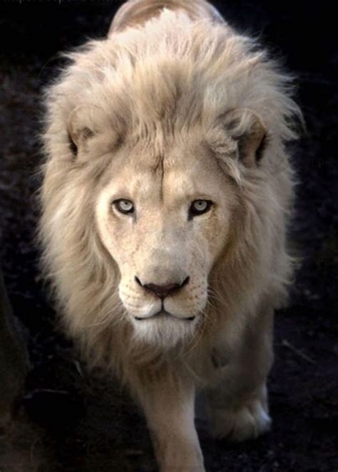 Pin By Heyluckyme Lovenature On Lions Animals Beautiful Animals