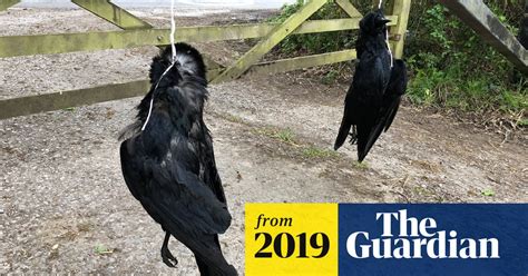 Chris Packham Defiant After Activists Leave Dead Crows At His Home