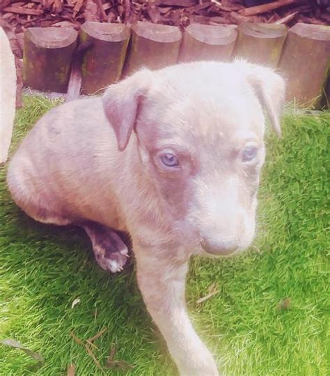 Lurcher Puppies For Sale In Uk