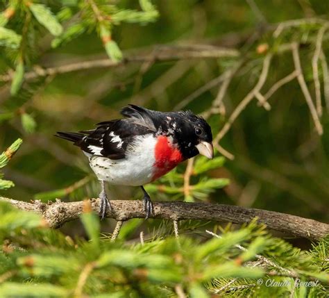 Cardinal à Poitrine Rose Rose Breasted Grosbeak Réserve Flickr