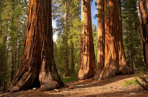 Other old growth trees such as madrones, oak trees, douglas fir, and ponderosa pine trees are also on display at this park, as well as iconic wildlife like banana slugs who make their home in this. Growth Redwood Walks in Henry Cowell Redwoods State Park ...