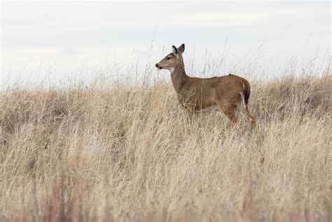 Aoc1a8142 Rocky Mountain Arsenal National Wildlife Refuge Flickr