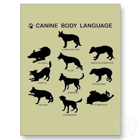 Canine Body Language Animal Communication Pinterest