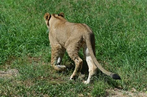 Lion Looking At Prey Stock Photo Image Of Female Wildlife 18003366