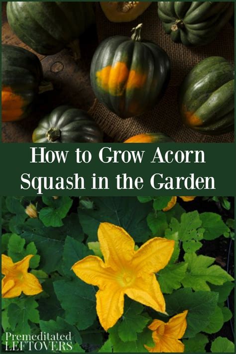 How To Grow Acorn Squash From Seeds Or Seedlings In The Garden