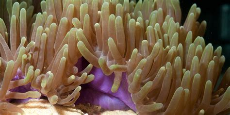 Corals And Sea Anemones Anthozoa Smithsonians National Zoo