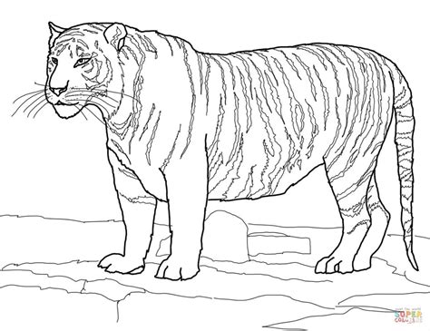 Gambar Tigers Coloring Pages Free White Bengal Tiger Easy Di Rebanas