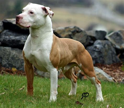 American Pit Bull Terrier Temperament Pictures Dogexpress