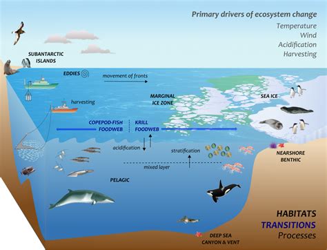Ecosystem Diagram On The Diagrams Polar Coastal Ecosy