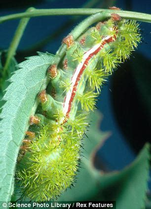 I have used it many times to identify bugs around my house. The caterpillars which mimic snakes, grow spiky spines and ...