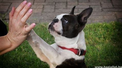 Így kommunikál a kutya mancsával - Viselkedés