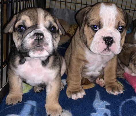 Why buy an english bulldog puppy for sale if you can adopt and save a life? English Bulldog puppies MERLE chocolate TAN | English ...