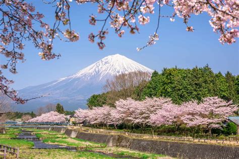 Mt Fuji In Spring Team Japanese
