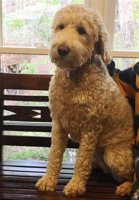 The most consistent indicator of coat type is the amount of poodle in the parental lineage. Image result for f1b goldendoodle haircuts | Goldendoodle ...