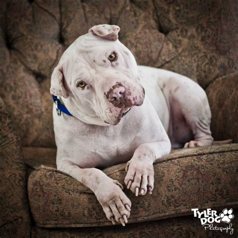 Visit our page to find american pitbull puppies for sale. DogTales: Hercules » TylerDog ~ Pet Photography & Greeting Cards