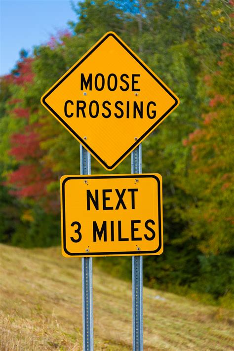 Moose Crossing Sign Free Stock Photo Public Domain Pictures