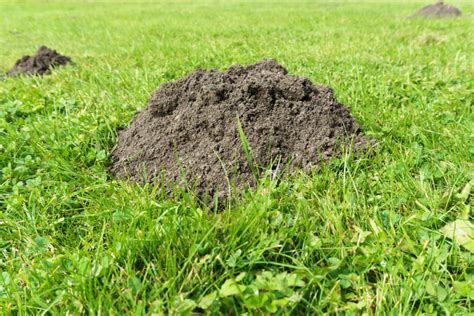 How To Handle Moles And Voles In Your Yard Grass Master