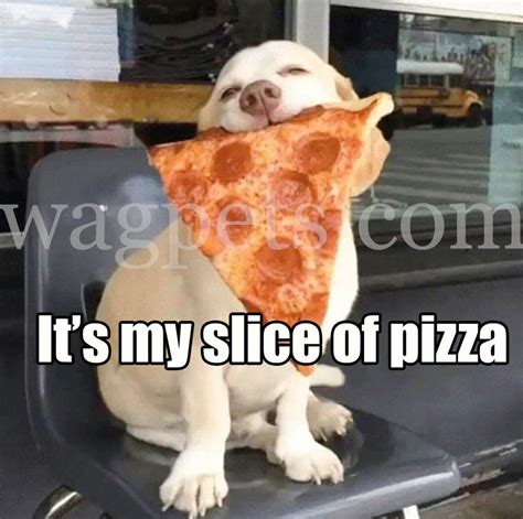 Its My Slice Of Pizza Dog Jokes Funny Animals Cute Dogs