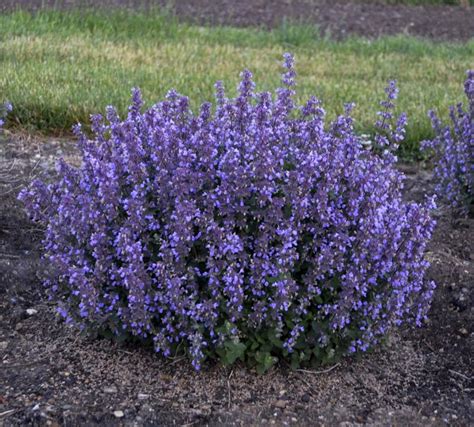 In the front of the perennial border, in gravel gardens, cottage gardens, wildlife gardens. Low-key Catmint the way to go - Winnipeg Free Press Homes