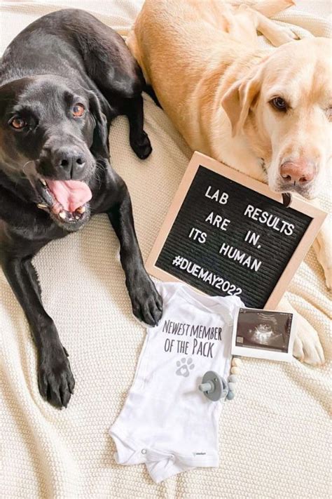 25 Super Cute Ways To Announce Your Pregnancy With Your Dog Nursery