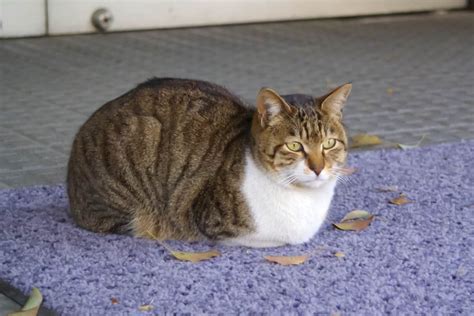 Why Do Cats Loaf Types Meanings And Faqs With Pictures