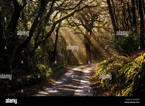 Misty Woodland Country Road At Sunrise Cornwall Uk Stock Photo Alamy