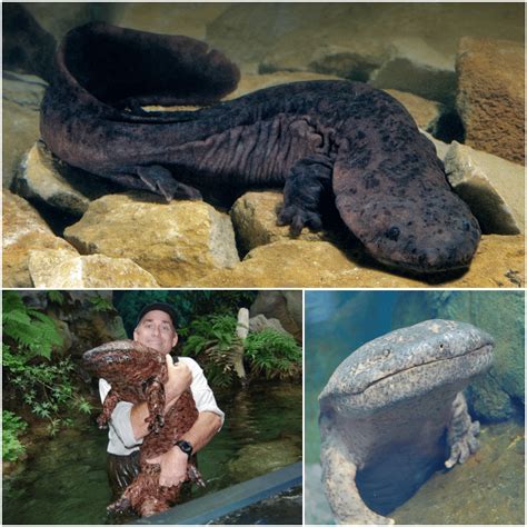 The Chinese Giant Salamander Is The Worlds Largest Amphibian Its