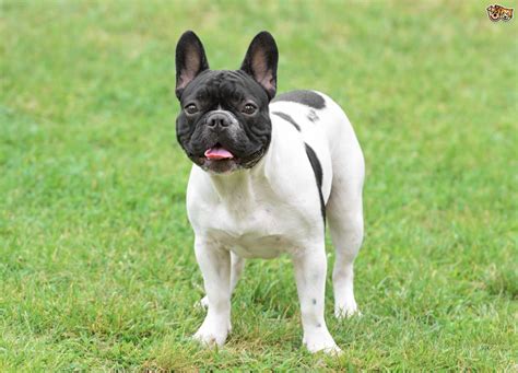 The breed is the result of a cross between toy bulldogs imported from england and local ratters in paris, france, in the 1800s. French Bulldog Dog Breed | Facts, Highlights & Buying ...