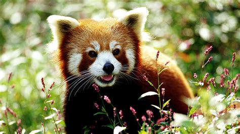 You Can Help A Couple Of Adorable Red Pandas Threatened By