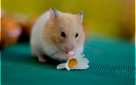Hamster Free Wallpapers