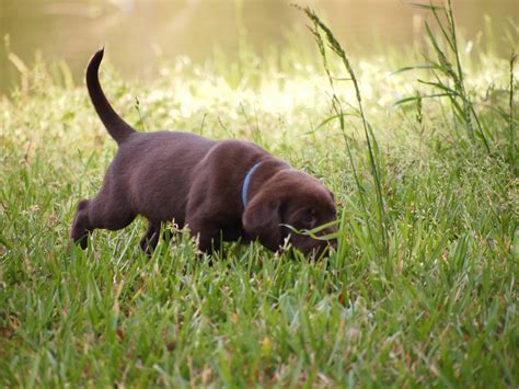 Puppyfinder.com is your source for finding an ideal puppy for sale in florida, usa area. Labrador Retriever Puppies For Sale | Live Oak, FL #189476